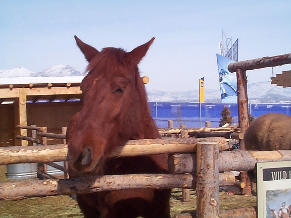 DCP01493.jpg - Wild Horse  (Equus ferus) 