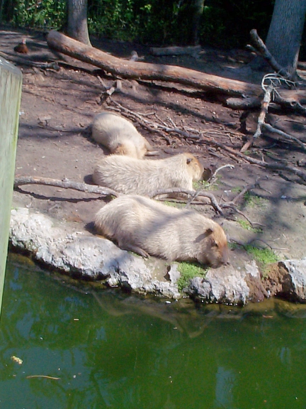 DCP01892.jpg - Capybara  (Hydrochoerus hydrochaeris) 