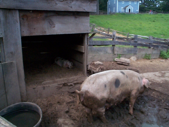 DCP02255.jpg - Mom & Baby Pig