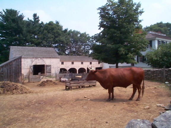 DCP02263.jpg - Steer