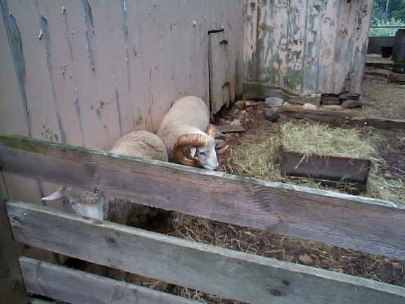 DCP02265.jpg - Sheep