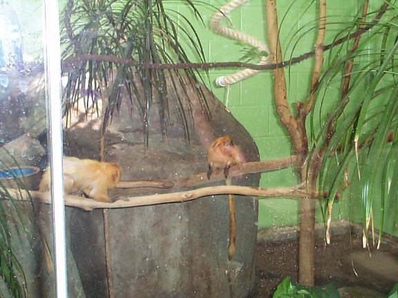 DCP02290.jpg - Golden Lion Tamarins  (Leontopithecus rosalia) 