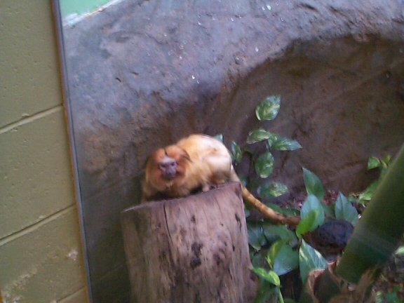 DCP02292.jpg - Golden Lion Tamarin  (Leontopithecus rosalia) 