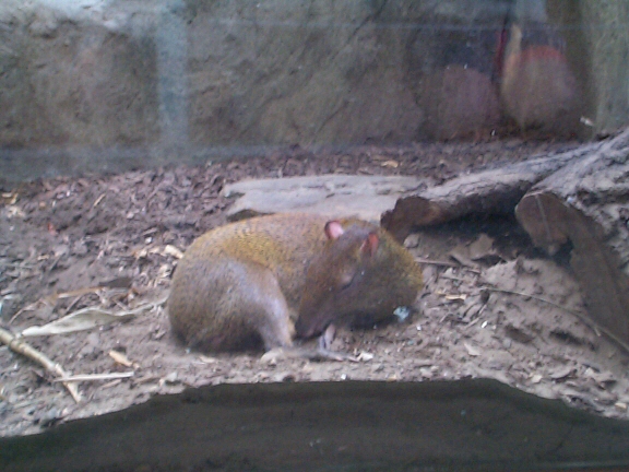 DCP02293.jpg - Agouti  (Dasyprocta ?) 