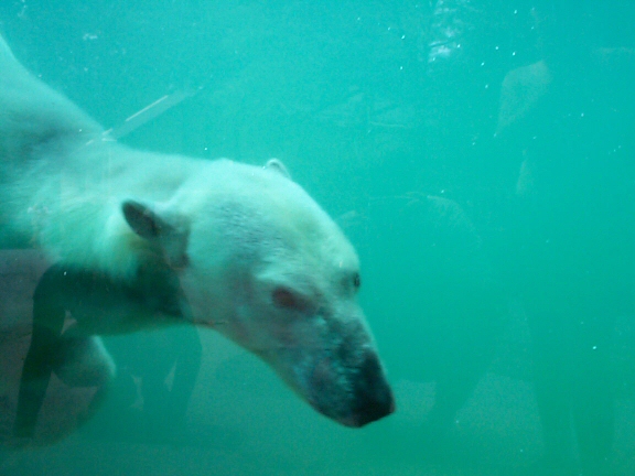 DCP02295.jpg - Kenda the Polar Bear  (Ursus maritimus) 