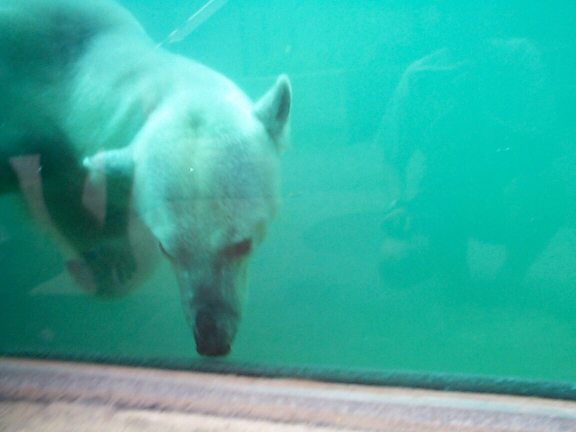 DCP02297.jpg - Kenda the Polar Bear  (Ursus maritimus) 
