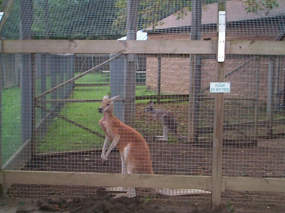 DCP02315.jpg - Red Kangaroos Sydney & Barbie  (Macropus rufus) 