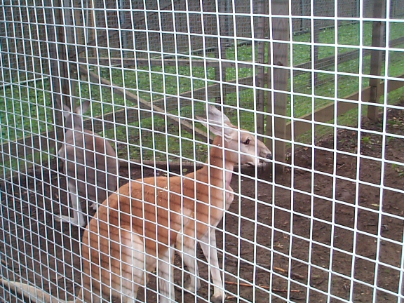 DCP02316.jpg - Red Kangaroos Sydney & Barbie  (Macropus rufus) 