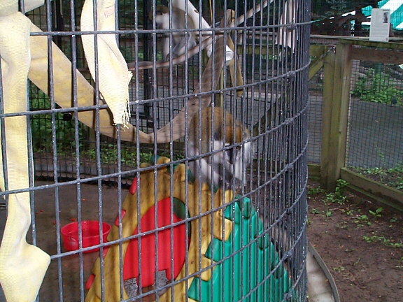 DCP02320.jpg - Ruffed Neck Lemur  (Varecia ?) 