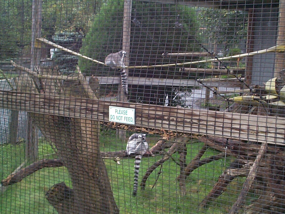 DCP02321.jpg - Ring-tailed Lemurs  (Lemur catta) 