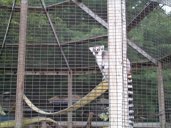 DCP02322.jpg - Ring-tailed Lemur  (Lemur catta) 