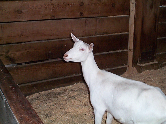 DCP02324.jpg - Albino Goat   (Capra aegagrus hircus) 