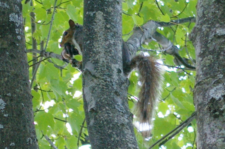 IMGP5582.jpg - Eastern Gray Squirrel  (Sciurus carolinensis)  with baby(ies?)