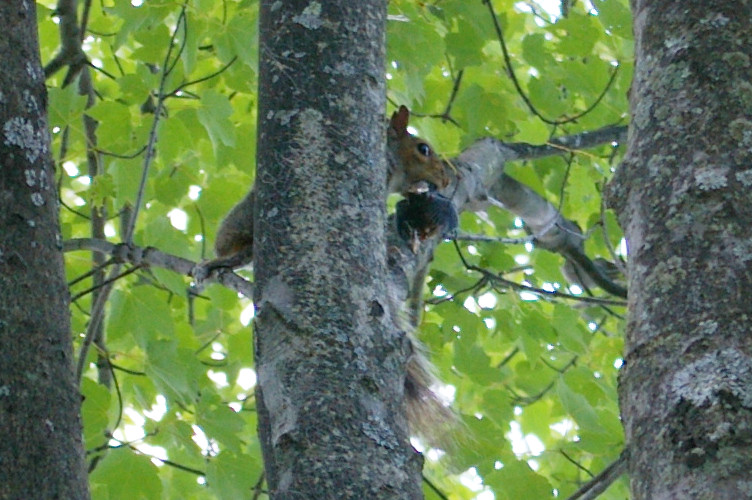 IMGP5583.jpg - Eastern Gray Squirrel  (Sciurus carolinensis)  with baby(ies?)