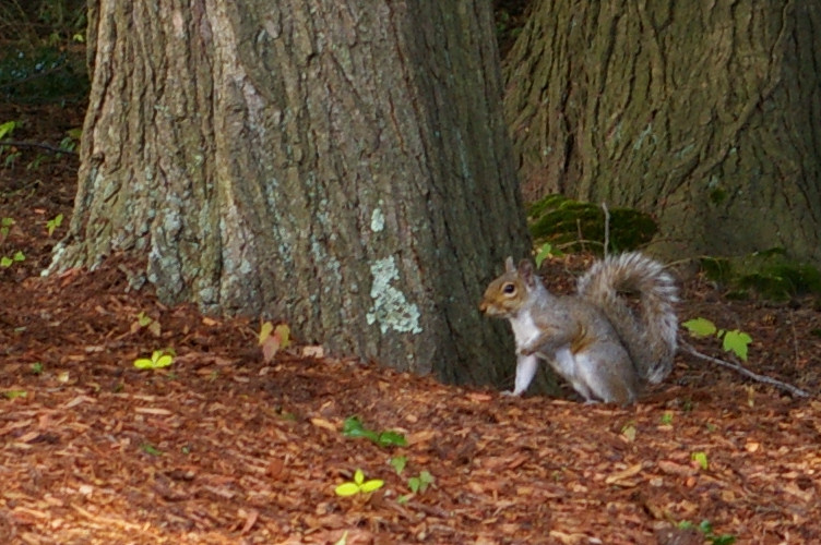 IMGP6959.jpg - Eastern Gray Squirrel  (Sciurus carolinensis) 
