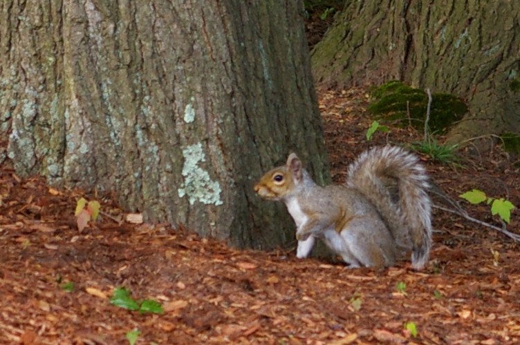 IMGP6960.jpg - Eastern Gray Squirrel  (Sciurus carolinensis) 