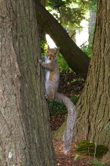 IMGP6961.jpg - Eastern Gray Squirrel  (Sciurus carolinensis) 