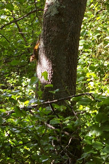 IMGP7948.jpg - Eastern Chipmunk  (Tamias striatus) 