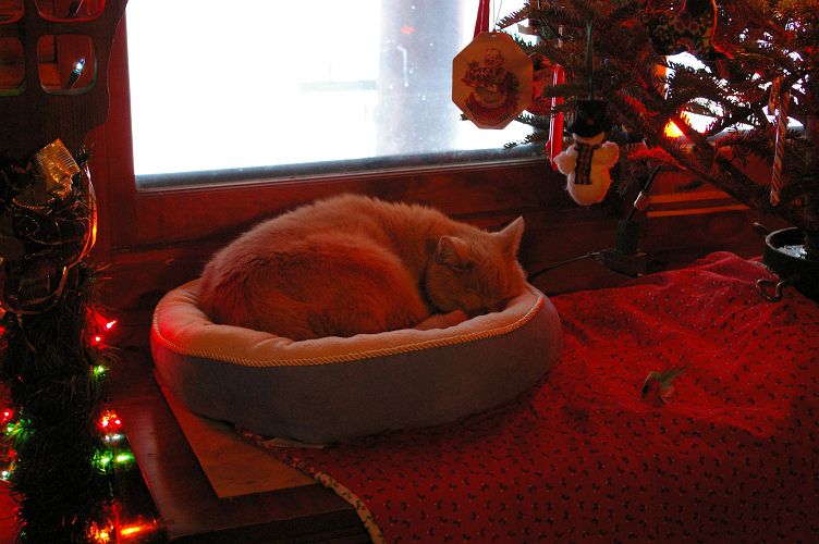 IMGP4050.jpg - Best Christmas Gift Ever! No Heartworms in Bootsie!