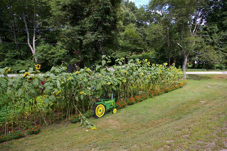 IMGP6109.jpg - Sunflower garden on the Nate Whipple Highway