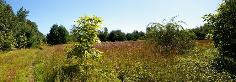 IMGP6405Stitch.jpg - Canal Trail in the Open Field