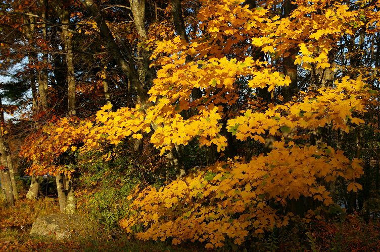 IMGP7319.jpg - Fall Foliage by the Stone Arch Bridge
