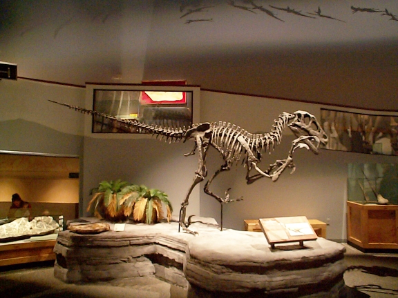 DCP01517.jpg - Utah Raptor