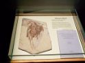 North_American_Museum_of_Ancient_Life