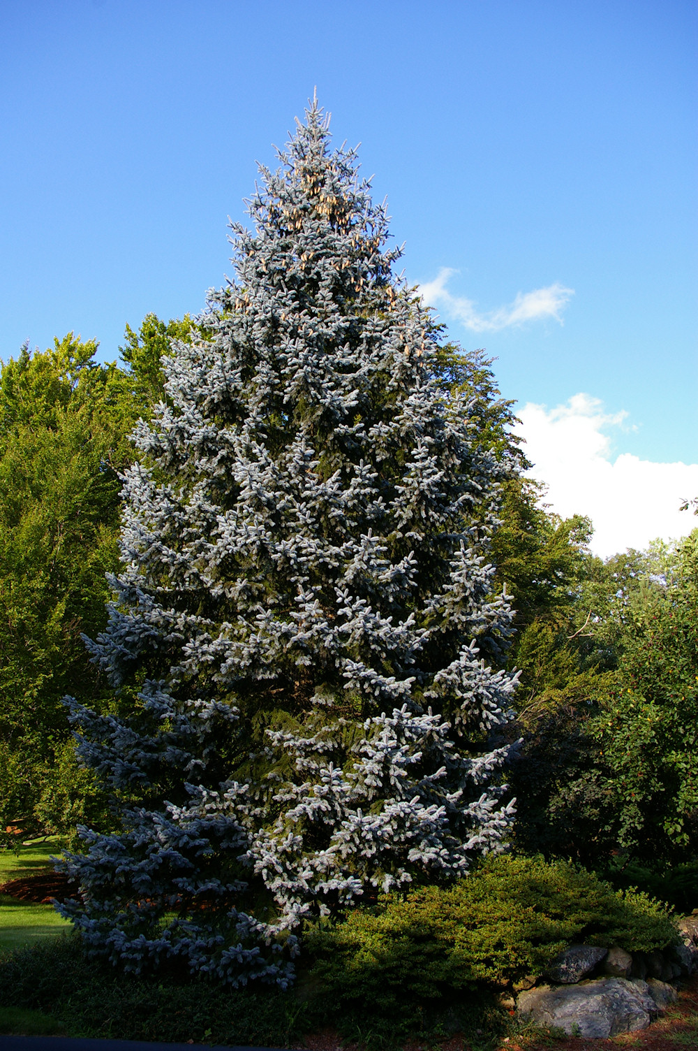 Picea pungens 'Montana Ave' (pa)