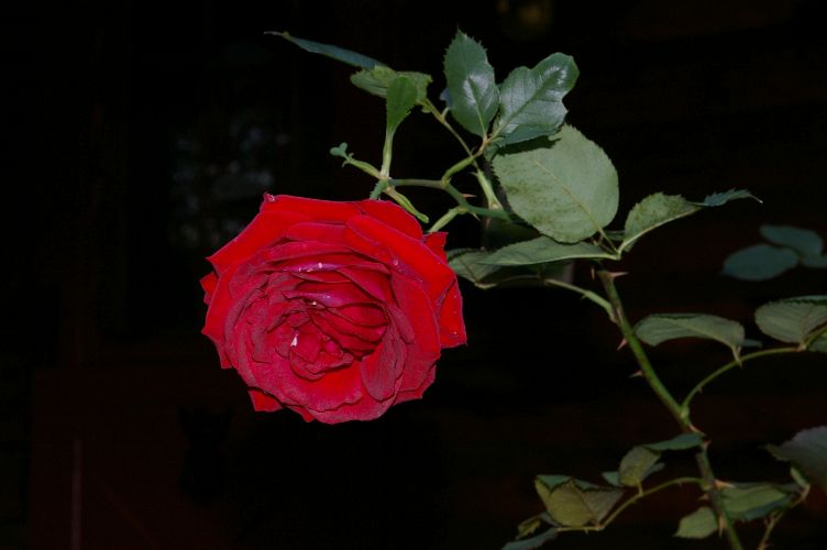 IMGP0058.jpg - Rose         (Rosa ?) 