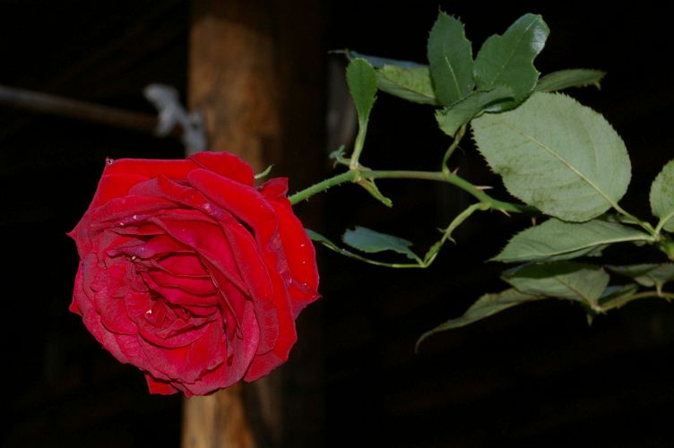 IMGP0063.jpg - Rose         (Rosa ?) 