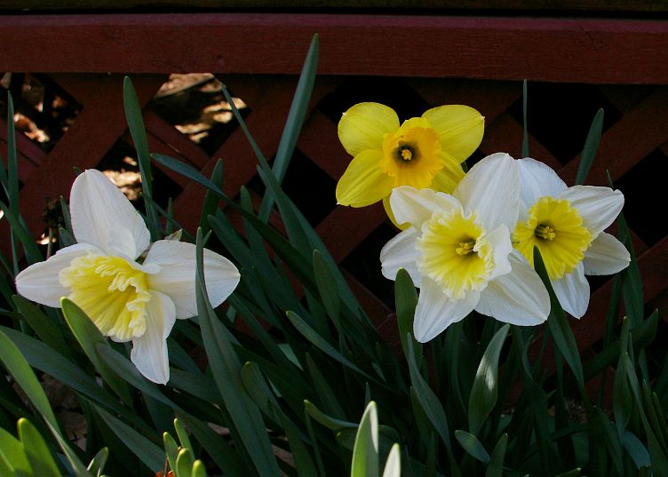 IMGP0896.jpg - Daffodils  (Narcissus ?) 