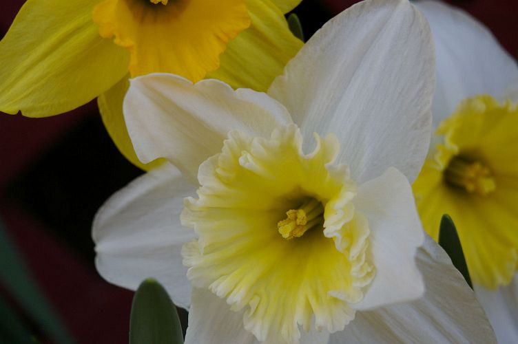 IMGP0900.jpg - Daffodils  (Narcissus ?) 