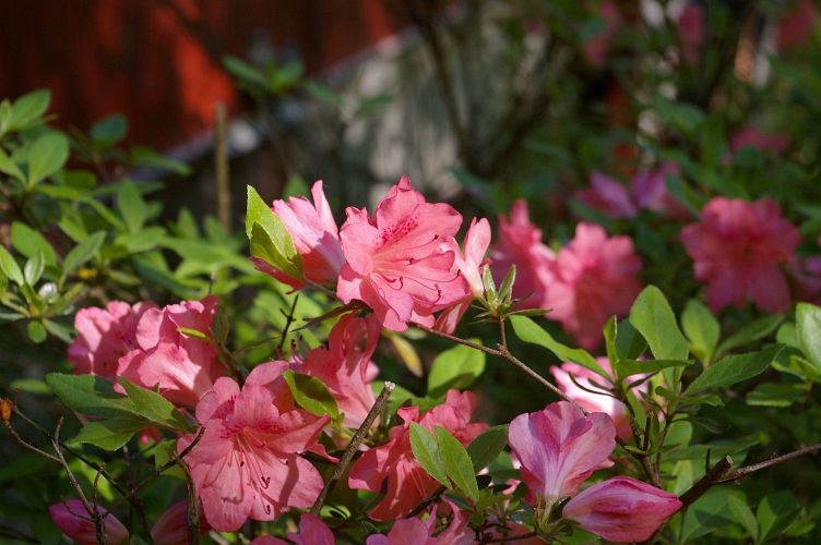 IMGP1578.jpg - Azalea Satin Robe  (Rhododendron ?) 