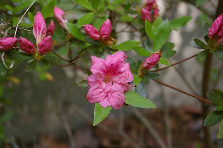 IMGP1664.jpg - Azalea Satin Robe  (Rhododendron ?) 