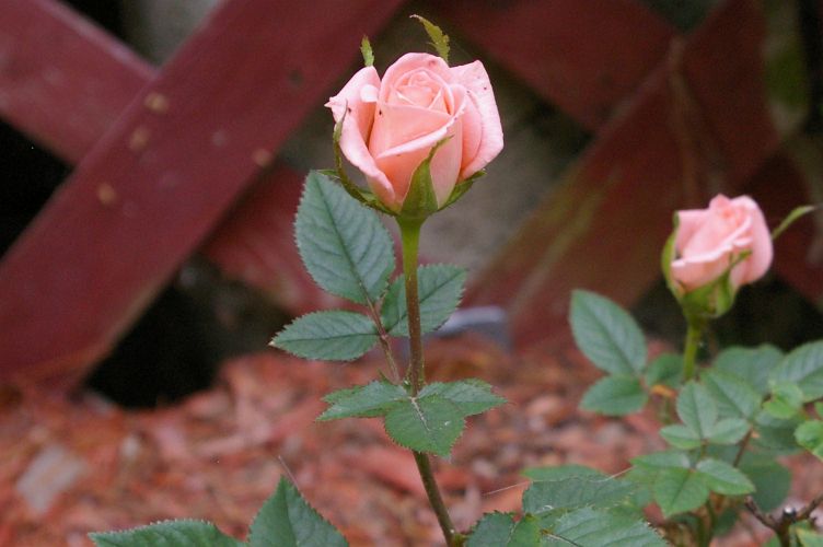 IMGP4695.jpg - Miniature Rose  (Rosa ?) 