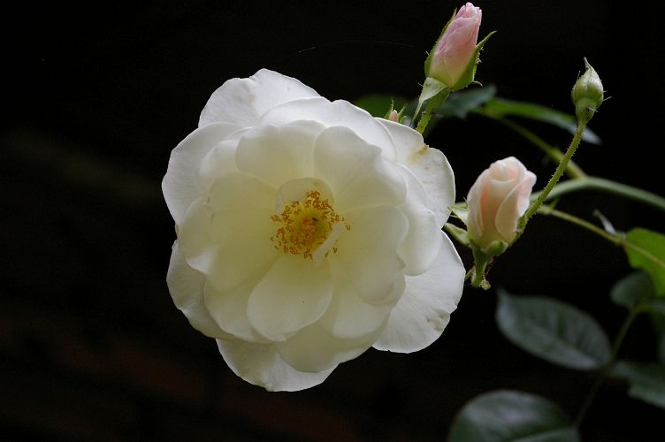IMGP4696.jpg - White Rose  (Rosa ?) 