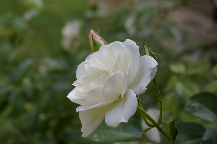 IMGP5957.jpg - White Rose  (Rosa ?) 