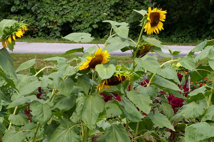 IMGP6111.jpg - Sunflowers  (Helianthus annuus) 