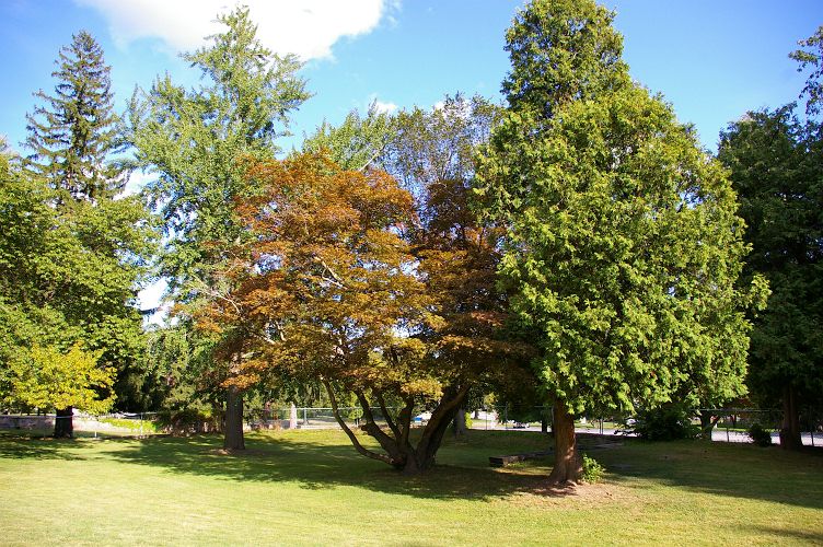 IMGP7014.jpg - Japanese Maple  (Acer palmatum)  center, Northern Whitecedar  (Thuja occidentalis)  right