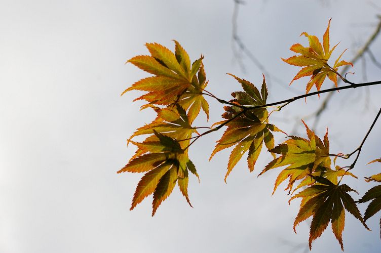 IMGP7017.jpg - Japanese Maple  (Acer palmatum) 