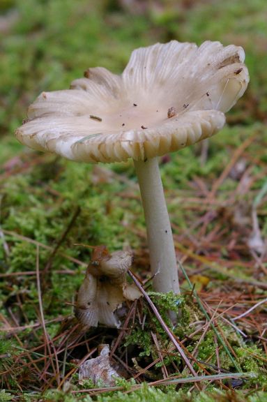IMGP2719.jpg - Unidentified Mushroom