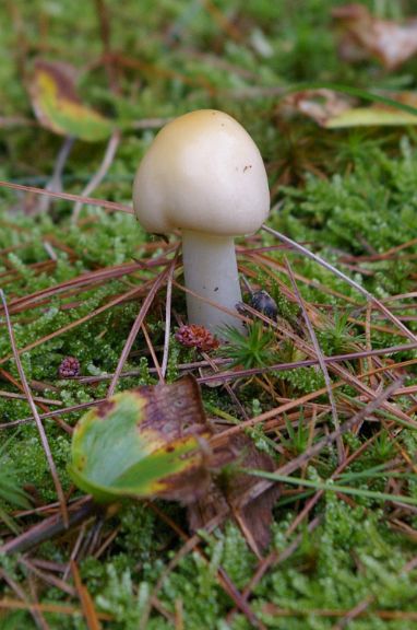 IMGP2721.jpg - Unidentified Mushroom