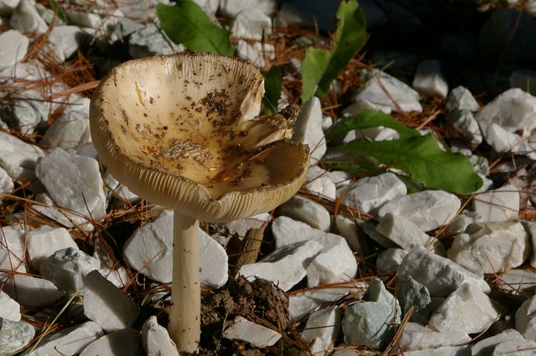 IMGP2750.jpg - Unidentified Mushroom