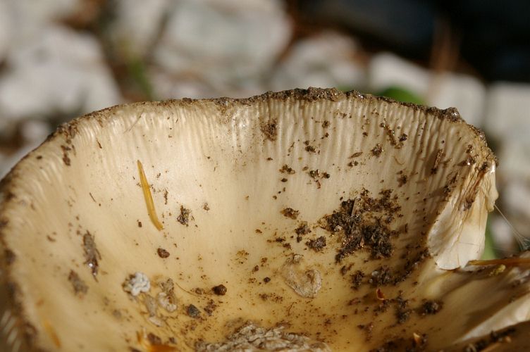 IMGP2753.jpg - Unidentified Mushroom