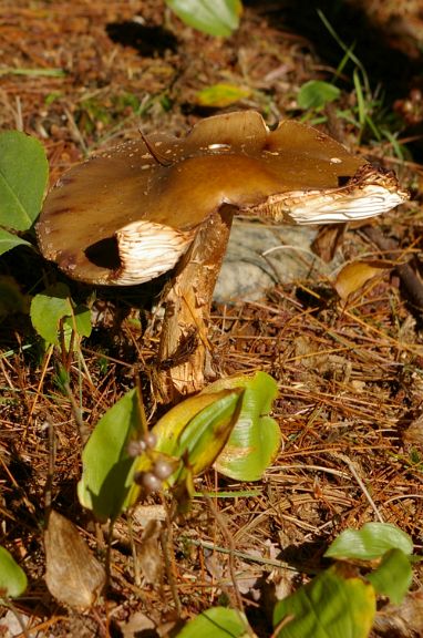 IMGP2755.jpg - Unidentified Mushroom