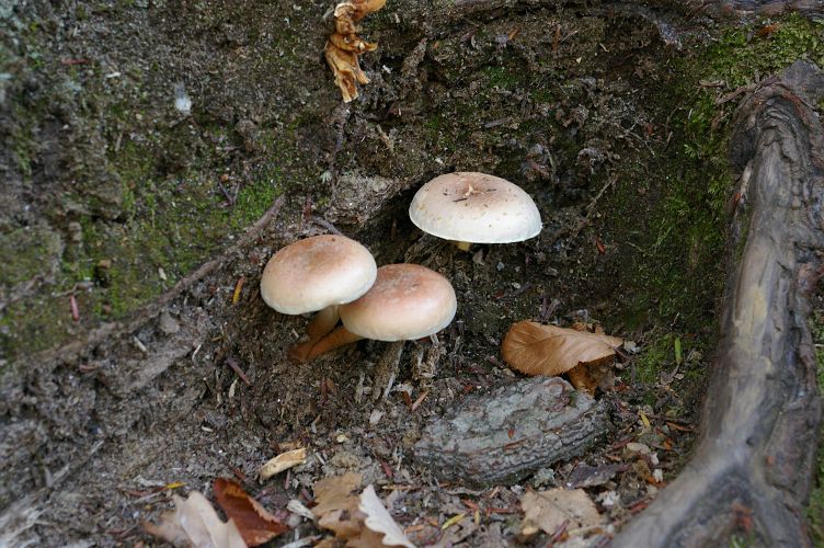 IMGP3262.jpg - Unidentified Mushrooms