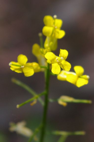 IMGP1662.jpg - Common Winter Cress/Yellow Rocket  (Barbarea vulgaris) 