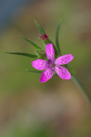 IMGP5353.jpg - Deptford Pink  (Dianthus armeria) 