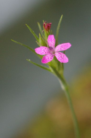 IMGP5354.jpg - Deptford Pink  (Dianthus armeria) 
